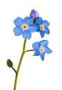 Forget-me-not single flower on white Royalty Free Stock Photo