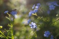 Forget-Me -Nots -in Full Bloom Royalty Free Stock Photo
