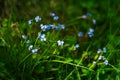 Forget-me-not, spring small blue flowers, blurred floral meadow plant background, close up and green grass, Myosotis sylvatica.