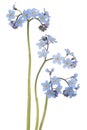 Forget me not Royalty Free Stock Photo