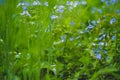 Myosotis sylvatica, little blue flowers on a blurred background Royalty Free Stock Photo