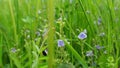 Forget me not flowers in green grass