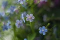 Forget-me-not wildflowers