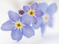 Forget me nots