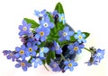 Forget-Me-Nots Royalty Free Stock Photo