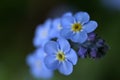 Forget-Me-Nots 2 Royalty Free Stock Photo