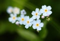 Forget-me-nots Royalty Free Stock Photo