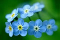 Forget-Me-Nots Royalty Free Stock Photo