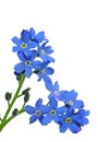 Forget-me-nots Royalty Free Stock Photo