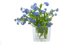 Forget-me-nots Royalty Free Stock Photo