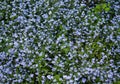 Forget me nots as a field in a meadow Royalty Free Stock Photo