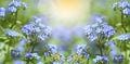 Forget-me-nots Blue Flowers Spring Wildlife Panorama Format