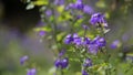 Forget-me-nots flowers, Da Lat city, Lam province, Vietnam