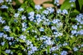 Forget-Me-Nots flowers in the garden Royalty Free Stock Photo