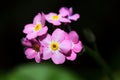 Forget me nots flowers or Myosotis