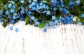 Forget-me-nots flowers