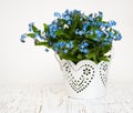 Forget me nots flowers