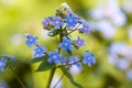 Forget-me-nots in the garden Royalty Free Stock Photo