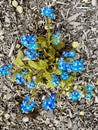 Forget me nots