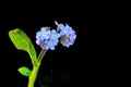 Forget me nots on a black background