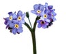 Forget me nots on a white background