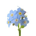 Forget-me-nots.