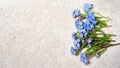 Forget me nots