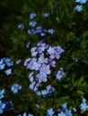 Forget-me-nots little blue wildflowers forget-ne-not