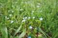 Forget-me-nots in the meadow in the grass. Myosotis is a genus of flowering plants in the family Boraginaceae. Beautiful