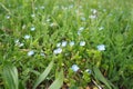 Forget-me-nots in the meadow in the grass. Myosotis is a genus of flowering plants in the family Boraginaceae. Beautiful