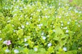 Forget-me-nots in the meadow in the grass. Myosotis is a genus of flowering plants in the family Boraginaceae. Beautiful