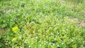 Forget-me-nots in the meadow in the grass. Myosotis is a genus of flowering plants in the family Boraginaceae. Beautiful