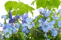 Forget-me-nots (Myosotis) background