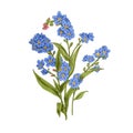 Forget-me-nots, myosotis, blossomed spring wild flower. Floral plant with gentle buds in vintage style. Scorpion grasses