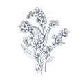 Forget-me-nots, Myosotis flower, contoured vintage botanical drawing. Outlined engraved floral plant in retro detailed