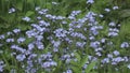 Forget-me-nots Myosotis flowers on a forest glade in sunny day , Dolly zoom