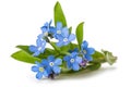 Forget me nots