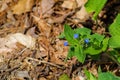 Forget-me-nots, Myosotis scorpiodes