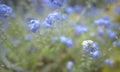 Forget Me Nots Myosotis scorpioides Bokeh background.