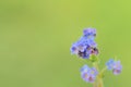 Forget-me-nots, Myosotis sylvatica