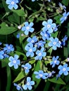 Forget-me-nots. Pale blue flowers, a symbol of loyalty