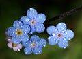 Forget-Me-Nots with Raindrops
