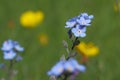 forget me nots or scorpion grasses flower
