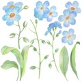 2167 forget-me-nots, set of watercolor drawings, flowers and leaves of forget-me-nots