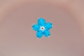 Forget-me-nots single flower