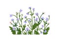 Forget-me-nots, spring flowers group, cluster decoration. Decorative wildflowers, blossomed blooms and leaves. Floral