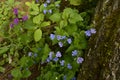 Forget-me-nots in summer