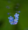 Forget me nots