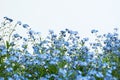 Forget-me-nots on white background