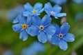 Forget me nots